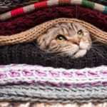 Cat snug in between blankets