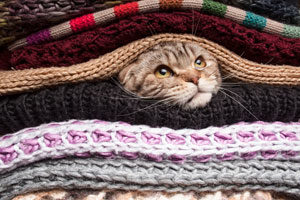 Cat snug in between blankets